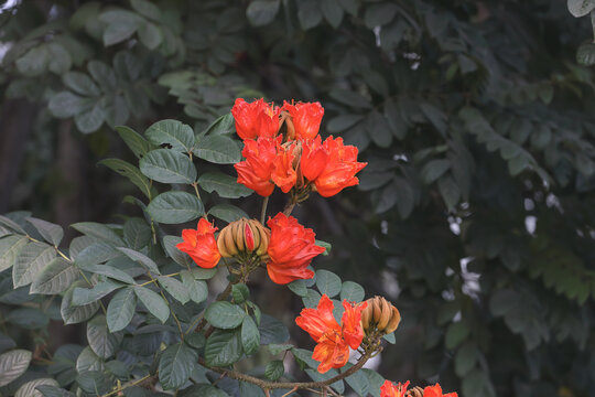 African tulip tree flowers (Spathodea campanulata)