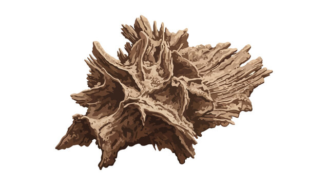 Brown Seaweed Closeup View.