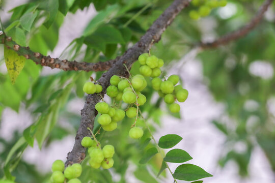 Star gooseberry fruits on tree branch in indian forest