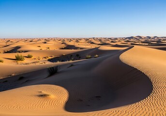 Expansive rolling sand dunes stretch toward a clear blue horizon under bright sunlight