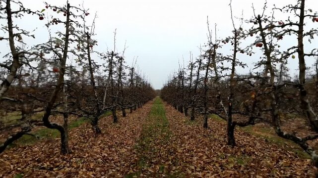 Apple Orchard Rows in Symmetry during Late Autumn and Winter
