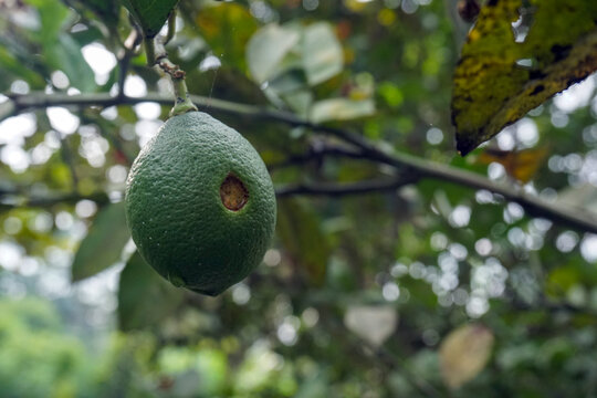 Green oranges that have holes and a rough texture are caused by attacks by fruit borer caterpillars, this disease often occurs in hot and wet areas with a background of dull green leaves.            