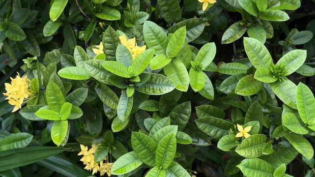 top view of green leaves with Yellow Ixora coccinea flowers. Yellow Ixora coccinea blossom in Botanical garden. flower. nature, natural. leaf, leaves. plant. biology. eco, ecology. ecologycal. botany.