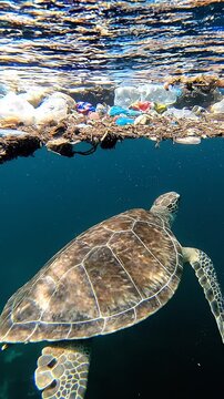 Sea Turtle Swimming Near Ocean Pollution.
