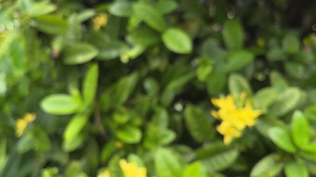 blurry of green leaves with Yellow Ixora coccinea flowers. Yellow Ixora coccinea blossom in Botanical garden. flower. nature, natural. leaf, leaves. plant. biology. eco, ecology. ecologycal. botany. 