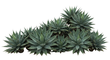 Fototapeta premium Lush group of agave plants thriving isolated on white background with vibrant greenery