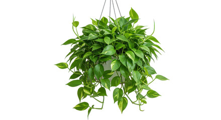 Obraz premium Lush green hanging plant with vibrant foliage isolated on white background in a bright indoor setting