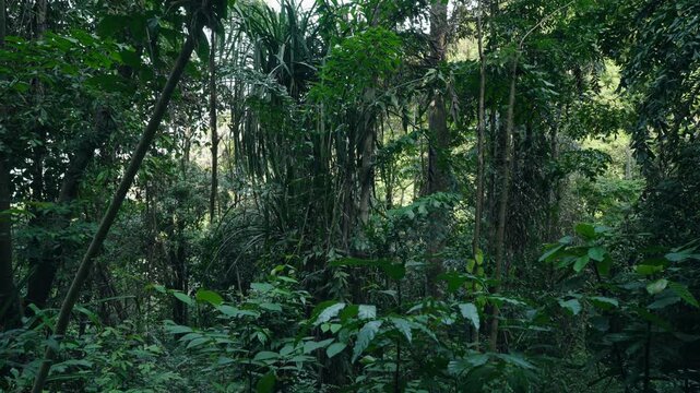 Green Jungle In Rural Ko Pha Ngan In Thailand - Static Shot