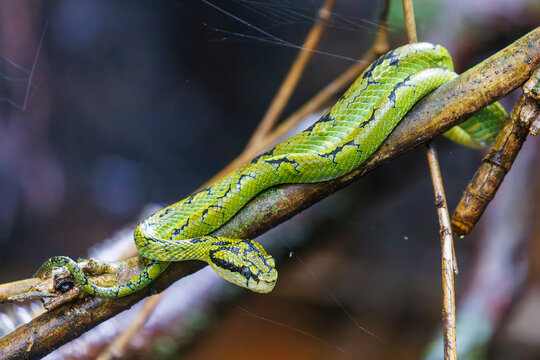 This is a Sri Lankan Green Pit Viper (Trimeresurus trigonocephalus).