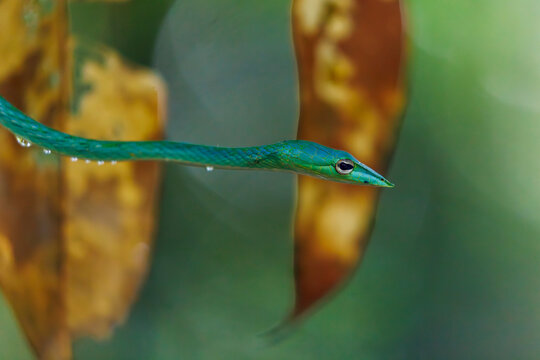 Green Vine Snake (Ahaetulla nasuta) close-up in Sinharaja Rainforest, Sri Lanka
