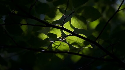 Sunlit Leaves Close Up