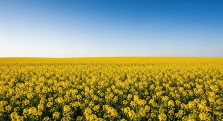 Fototapeta premium A wide angle view of a vast, brilliant yellow rapeseed field stretching toward the horizon under a clear blue springtime sky, springtime, plant, harvest