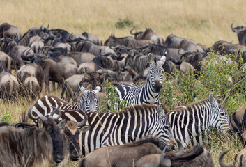 Obraz premium Zebras among herd of Wildebeest in Masai Mara National Park in East Africa Kenya KEN