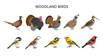 Illustration of ten different species of woodland birds arranged in two rows © Kenywanch