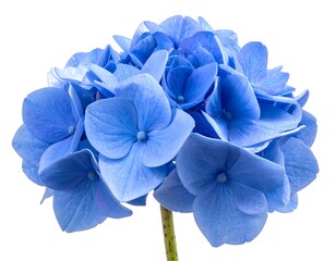 Close-up of a vibrant blue hydrangea blossom against a bright white backdrop, with a focus on its delicate petals