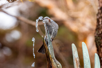 水を飲むヒヨドリ