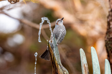 水を飲むヒヨドリ
