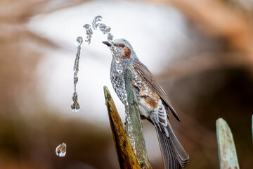 水を飲むヒヨドリ
