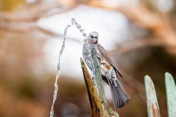 水を飲むヒヨドリ