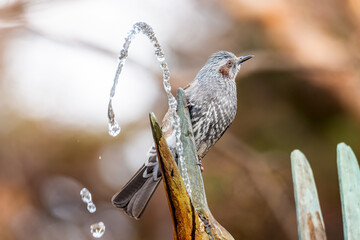 水を飲むヒヨドリ