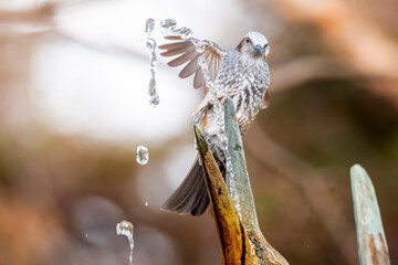 水を飲むヒヨドリ