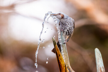 水を飲むヒヨドリ