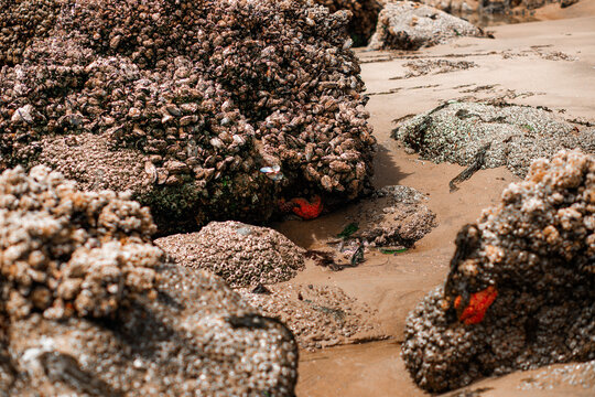Colorful sea stars and green sea anemones on tide-covered rocks at low tide, Cannon Beach, Oregon. Close-up view of marine life on the Pacific Northwest coast.