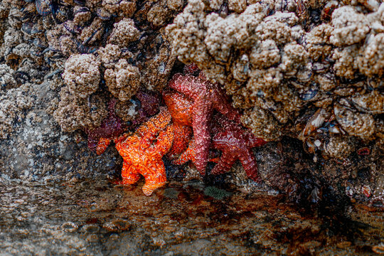 Intertidal marine species on rocks at Cannon Beach, Oregon. Pisaster sea stars and green anemones exposed during low tide. Biodiversity of the Pacific Ocean shoreline.