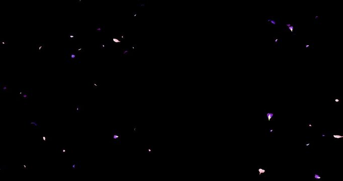Purple flower petals sway in the wind. Isolated on black background. 4K 3D rendering loop animation.