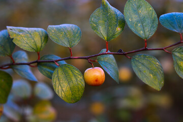 Red and yellow jujube on a branch of a jujube tree in autumn