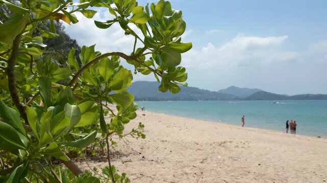 Tropical Beach View Through Green Leaves in Phuket Thailand