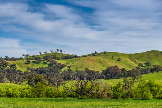 Hills, Gum Trees and Green Fields Under Clouded Skies