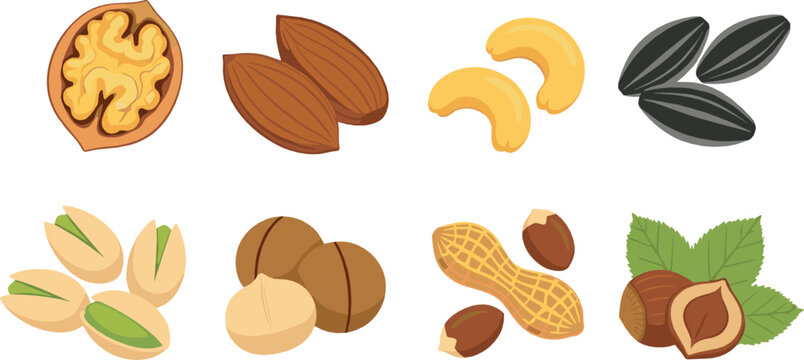Assorted nuts and seeds illustration set with almonds cashews pistachios walnuts and hazelnuts healthy snack flat vector design for nutrition and food projects
