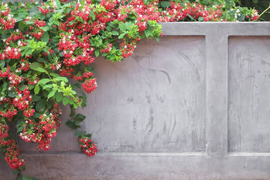 Grey cement fence wall with colorful red white combretum indicum flower and green leaf hanging on background