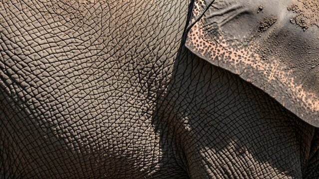 Close-up of textured animal skin.
