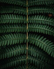 Close-up of a vibrant green fern frond, displaying intricate leaf patterns and textures. Symmetrical design against a dark backdrop