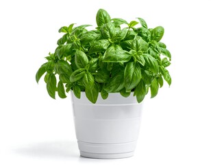 Close-up of a vibrant green herb plant flourishing in a simple white ceramic pot against a clean white background