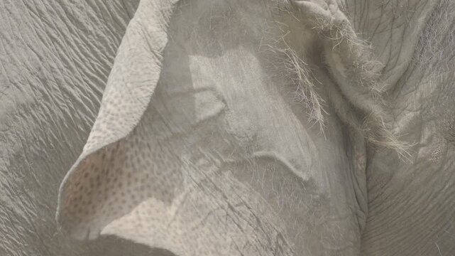 Close Up of Elephant Ear with Detailed Texture S log 3 10bit 422