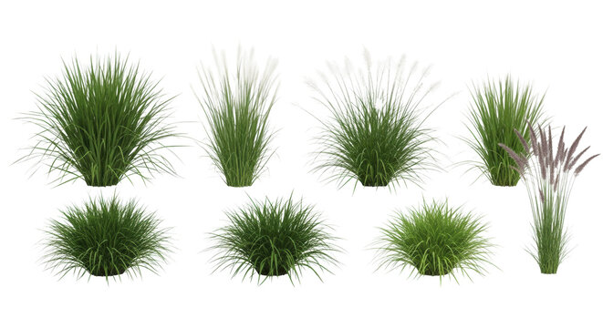 eight distinct clumps of diverse ornamental grass varieties with vibrant green foliage and feathery seed heads, isolated in a high-key studio setup with identification labels. concept of