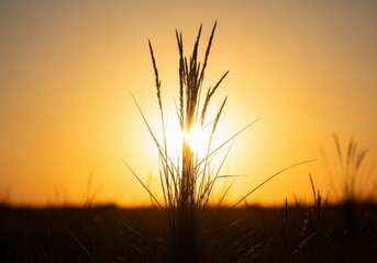 Naklejka premium Intense golden hour sun shines directly behind blades of grass in a field, creating dramatic silhouettes and bright rim lighting effects, nature, abstract, dawn