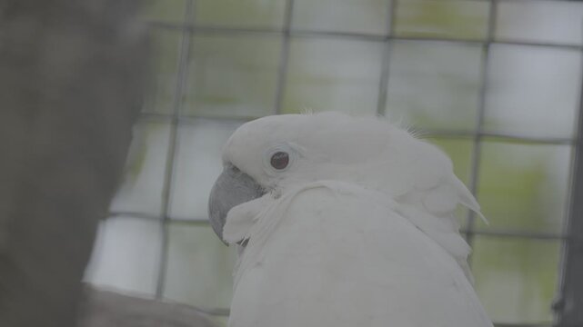 Colorful Cockatoo Perched on Tree Branch S log 3 10bit 422