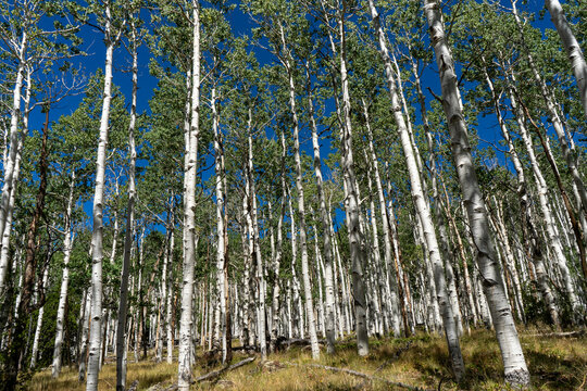 Aspen Forest with Tall White Tree Trunks Under Blue Sky Mountain Landscape Horizontal