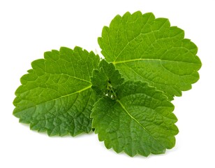 Close-up of a sprig featuring several vibrant, textured green leaves against a stark white backdrop. The detailed foliage is clearly defined