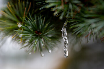 松の葉　つらら