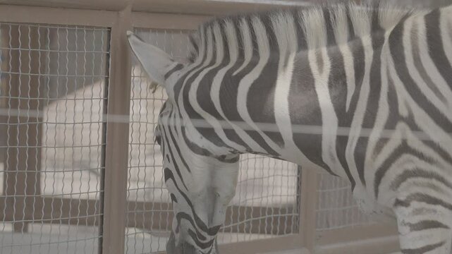 Zebra Standing in Zoo Enclosure S log 3 10bit 422