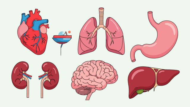 Medical illustration of human organs including heart, lungs, stomach, kidneys, liver, and brain from a frontal anatomical viewpoint