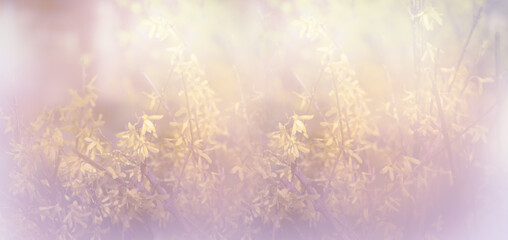 Forsythia blossom, yellow flowers blooming in spring fabulous garden, mysterious fairy tale springtime floral misty wide banner background, dreamy nature landscape toned in retro vintage colors.