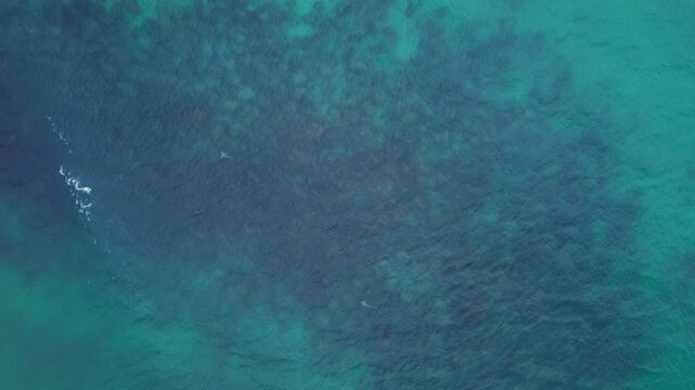 Aerial Shot Of Leopard Sharks Swimming In Turquoise Sea, QLD, Australia