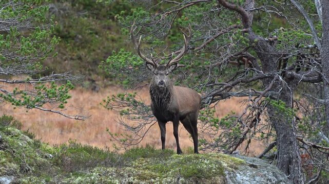 Large red deer stag alert and focused before walking into dense forest vegetation