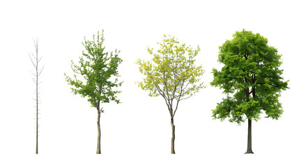 Fototapeta premium Four Trees in Different Stages of Growth
